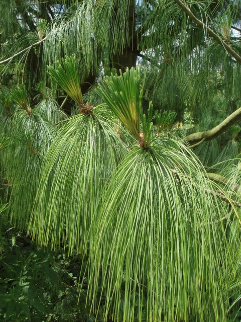 Pinus wallichiana aiguille